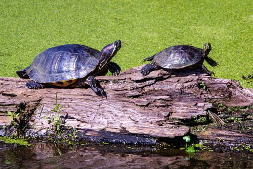 union city black and brown turtle on brown wooden log tn